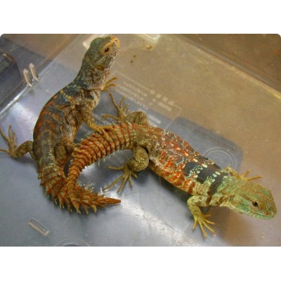 Игуана юкатанская колючехвостая (Ctenosaura defensor) Игуана юкатанская колючехвостая (Ctenosaura defensor)