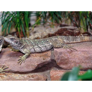 Игуана шипохвостая пятикилевая (Ctenosaura quinquecarinata)