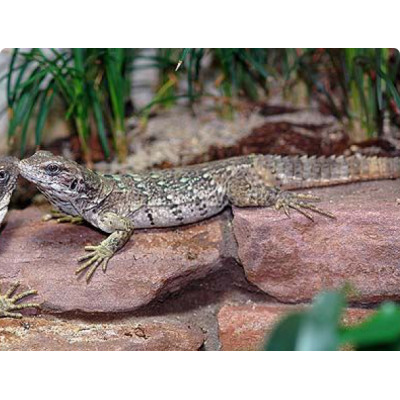 Игуана шипохвостая пятикилевая (Ctenosaura quinquecarinata) Игуана шипохвостая пятикилевая (Ctenosaura quinquecarinata)