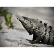 Игуана мексиканская черная (Сtenosaura pectinata)