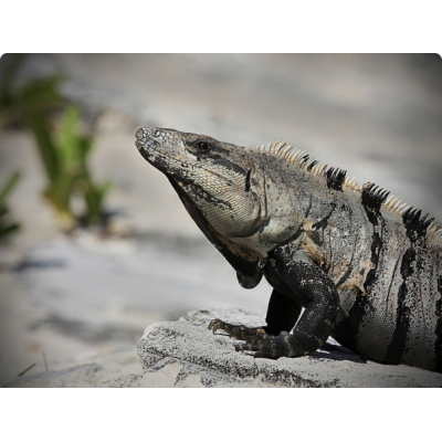 Игуана мексиканская черная (Сtenosaura pectinata) Игуана мексиканская черная (Сtenosaura pectinata)
