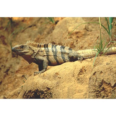 Игуана шипохвостая черная (Ctenosaura similis) Игуана шипохвостая черная (Ctenosaura similis)