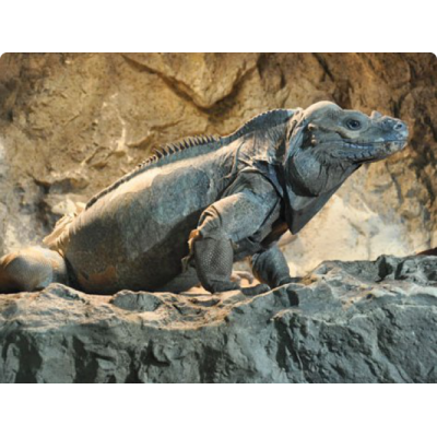 Игуана носорог (Cyclura cornuta) Игуана носорог (Cyclura cornuta)