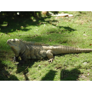Игуана кольцехвостая (Cyclura ricordi)