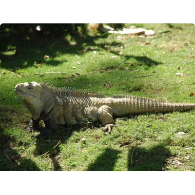 Игуана кольцехвостая (Cyclura ricordi) Игуана кольцехвостая (Cyclura ricordi)