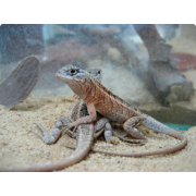 Игуана мадагаскарская (Chalarodon madagascariensis)