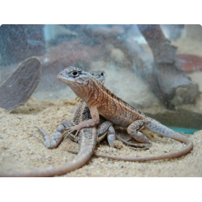 Игуана мадагаскарская (Chalarodon madagascariensis) Игуана мадагаскарская (Chalarodon madagascariensis)