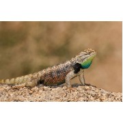 Игуана заборная пустынная (Sceloporus magister)