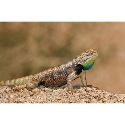 Игуана заборная пустынная (Sceloporus magister) Игуана заборная пустынная (Sceloporus magister)