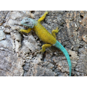 Игуана заборная, или колючая игуана, или малахитовая ящерица