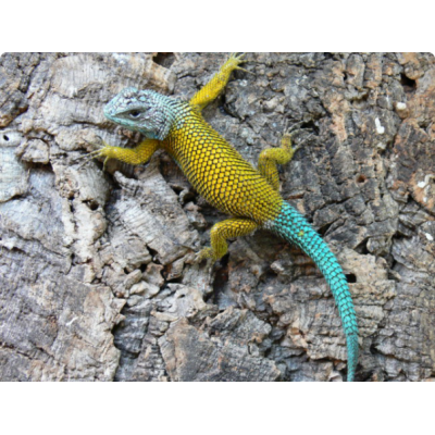 Игуана заборная, или колючая игуана, или малахитовая ящерица Игуана заборная, или колючая игуана, или малахитовая ящерица