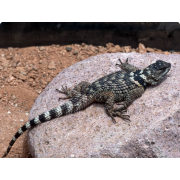 Игуана заборная Пуансета (Sceloporus poinsettii)
