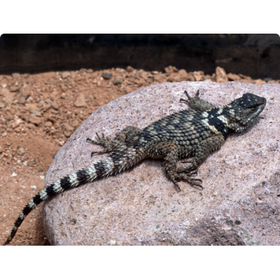 Игуана заборная Пуансета (Sceloporus poinsettii) Игуана заборная Пуансета (Sceloporus poinsettii)