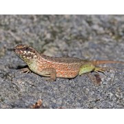 Игуана масковая эспаньольская (Leiocephalus personatus)