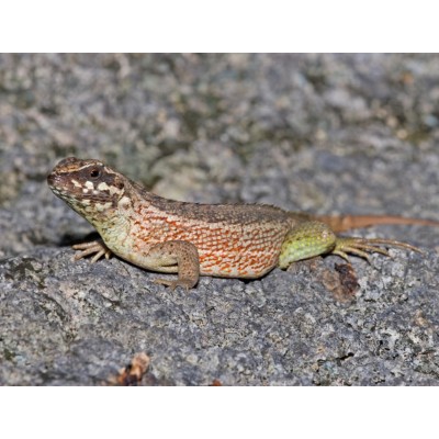 Игуана масковая эспаньольская (Leiocephalus personatus) Игуана масковая эспаньольская (Leiocephalus personatus)