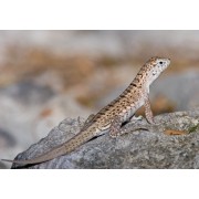 Игуана масковая Шрейберса (Leiocephalus schreibersi)