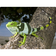 Игуана фиджийская (Brachylophus bulabula)