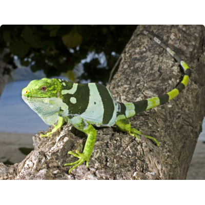 Игуана фиджийская (Brachylophus bulabula) Игуана фиджийская (Brachylophus bulabula)