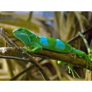 Игуана полосатая фиджийская (Brachylophus fasciatus)