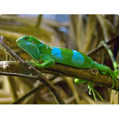 Игуана полосатая фиджийская (Brachylophus fasciatus) Игуана полосатая фиджийская (Brachylophus fasciatus)