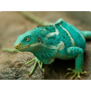 Игуана гуана пятнистобрюхая фиджийская (Brachylophus vitiensis)