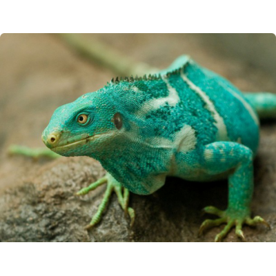 Игуана гуана пятнистобрюхая фиджийская (Brachylophus vitiensis) Игуана гуана пятнистобрюхая фиджийская (Brachylophus vitiensis)