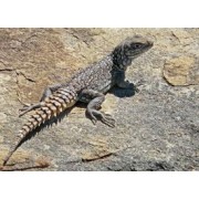 Оплюрус круглохвостый (Oplurus cyclurus)