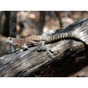 Игуана мадагаскарская колючехвостая, или оплюрус кювье (Oplurus cuvieri)