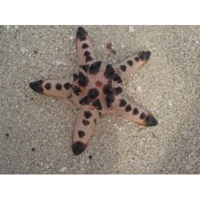 Звезда протореастер шоколадная (Protoreaster nodosus) Звезда протореастер шоколадная (Protoreaster nodosus)