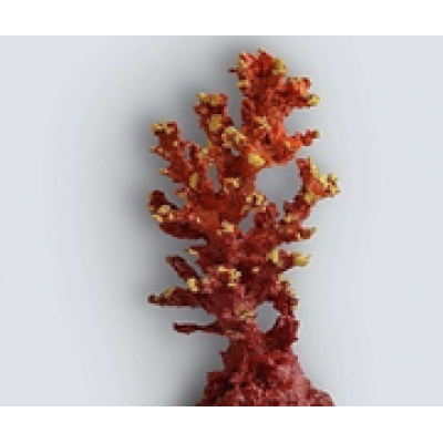 Коралл дерево K-013 (декор) Коралл дерево K-013 (декор)