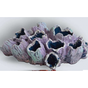 Коралл желудь K-014 (декор)