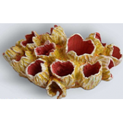 Коралл желудь K-014/1 (декор)