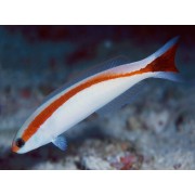 Фон 9084/9085 0.3*15