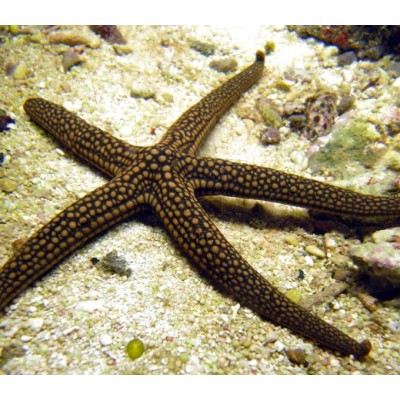 Nardoa sp. Зезда Нардоя Nardoa sp. Зезда Нардоя