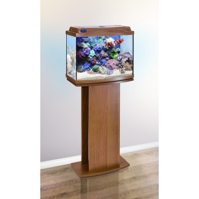 Лагуна "Перистолистник Фиолетовый" 10 см Лагуна "Перистолистник Фиолетовый" 10 см