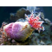 Paracucumaria tricolor (Голотурия "Морское яблоко")