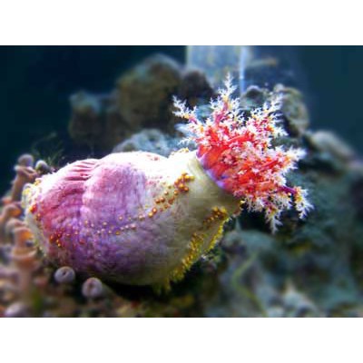 Paracucumaria tricolor (Голотурия "Морское яблоко") Paracucumaria tricolor (Голотурия "Морское яблоко")