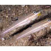 Бычок Полосатый (Valenciennea muralis)