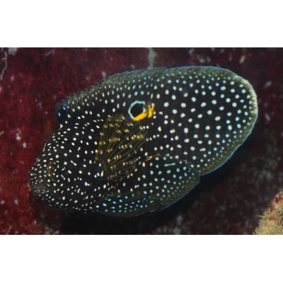 Calloplesiops altivelis (Петушок морской, комета) Calloplesiops altivelis (Петушок морской, комета)