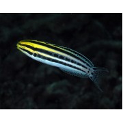 Meiacanthus grammistes (Узорчатая собачка)