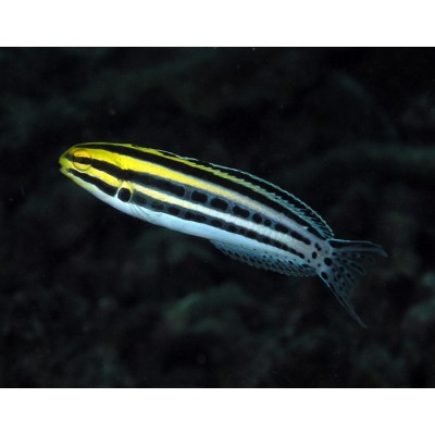 Meiacanthus grammistes (Узорчатая собачка) Meiacanthus grammistes (Узорчатая собачка)