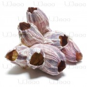 Aquael "Opti Set 125" Белый, 125 л, 81*36*51 см (аквариум)