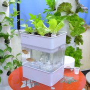 Акваферма белая