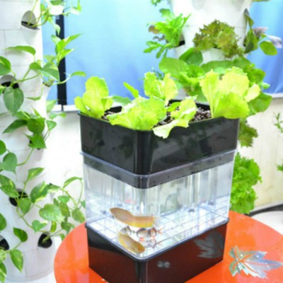 Акваферма чёрная Акваферма чёрная