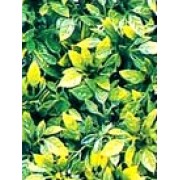 Коврик из растений для аквариума и террариума Hailea P-06S 15x15 см.