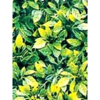 Коврик из растений для аквариума и террариума Hailea P-06S 15x15 см. Коврик из растений для аквариума и террариума Hailea P-06S 15x15 см.