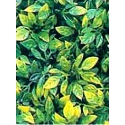 Коврик из растений для аквариума и террариума Hailea P-13S 15x15 см. Коврик из растений для аквариума и террариума Hailea P-13S 15x15 см.