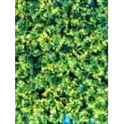 Коврик из растений для аквариума и террариума Hailea P-15S 15x15 см.