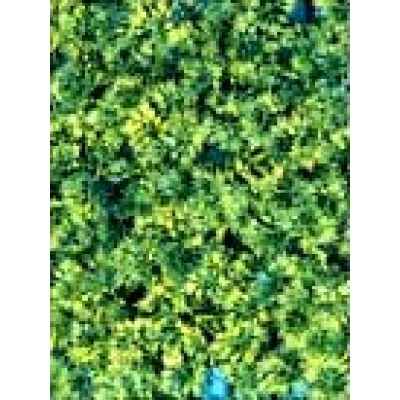 Коврик из растений для аквариума и террариума Hailea P-15S 15x15 см. Коврик из растений для аквариума и террариума Hailea P-15S 15x15 см.