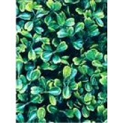 Коврик из растений для аквариума и террариума Hailea P-08M 26х26 см.